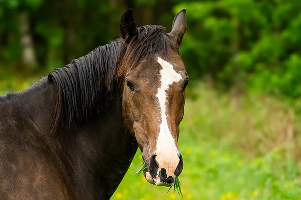 Portrait d'un cheval au champ en train de manger lors d'un pet-sitting de Karine Grueau