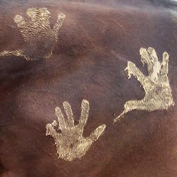 Découverte du cheval pour les non-cavaliers : Empreintes de mains de Karine Grueau sur le poil d'un cheval