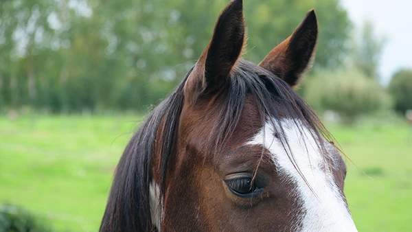 Haut de tête et regard d'un cheval avant une séance de réécriture de mémoire équine