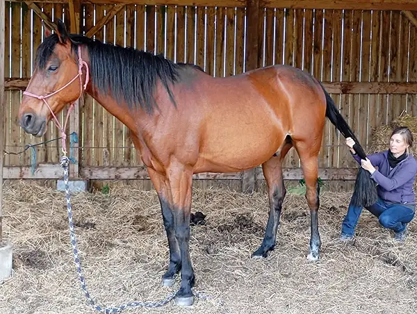 Séance de shiatsu équin avec Karine Grueau