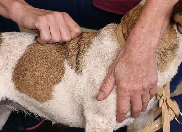 Karine Grueau -Praticienne en shiatsu canin en séance sur un Jack Russell