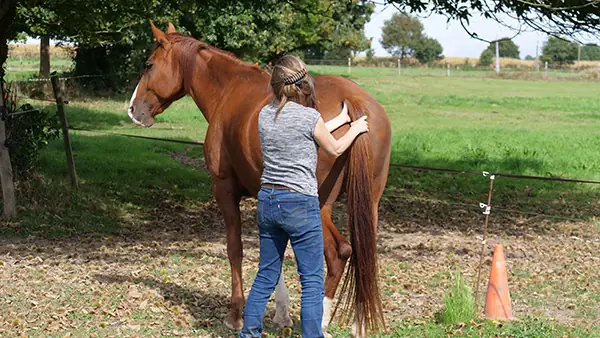 Karine Grueau pratiquant un shiatsu équin en Normandie