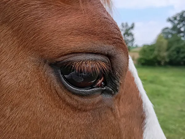 Oeil d'un cheval représentant subtilement l'intervention de Karine Grueau sur la mémoire des chevaux